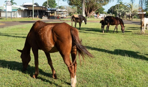 hopevale-horses-roundup.jpg